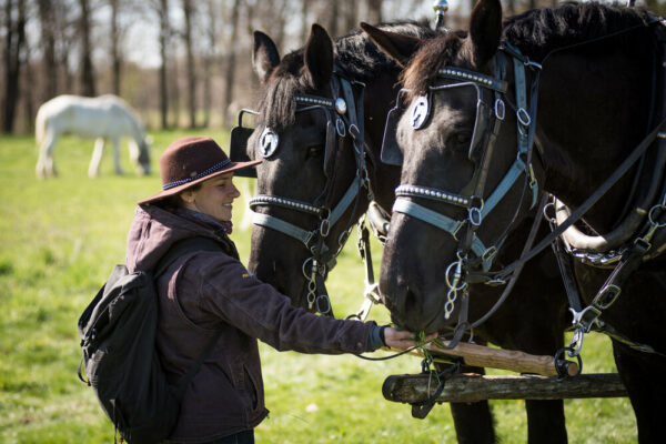 Ticket: Draft Horse Basics