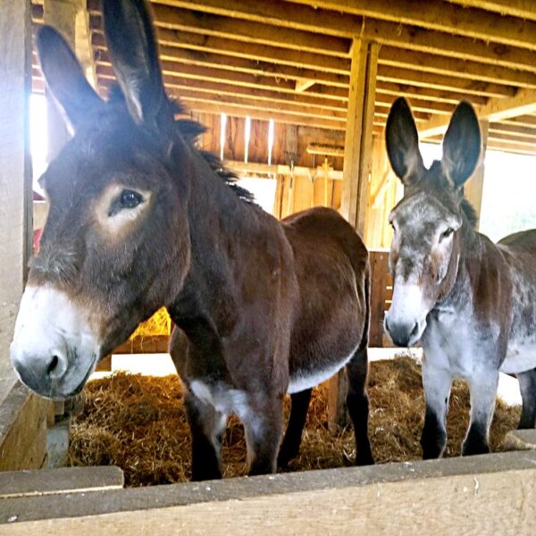 Ticket: Donkey Basics