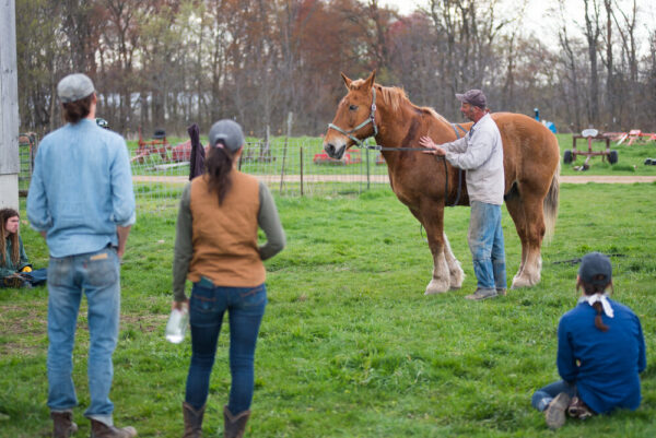 Ticket: Draft Horse Basics