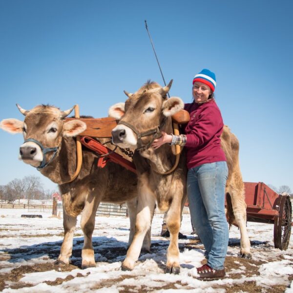 Ticket: Oxen Driving