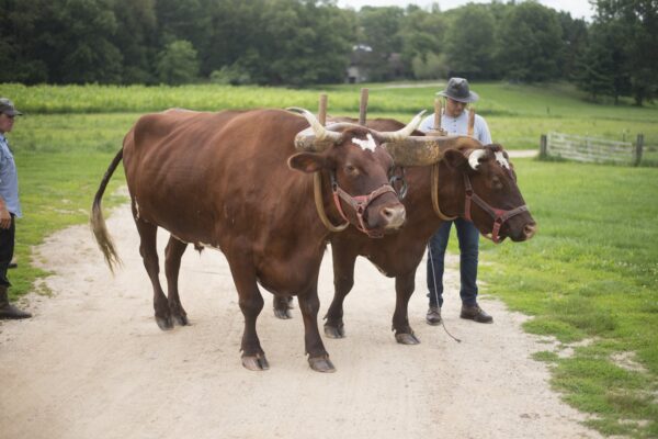 Ticket: Oxen Basics