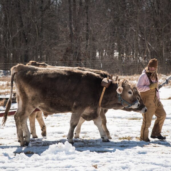 Ticket: Oxen Basics, Plus Yokemaking